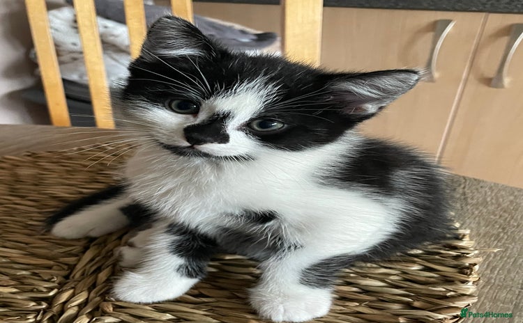 Mixed Breed cats - Advert 14