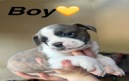 Mixed Breed dogs for sale: Olde Thyme English bulldog X New english bulldogs - Image 7