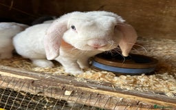 Mini Lop rabbits for sale: Blue eyed white mini plush lop doe - Image 1