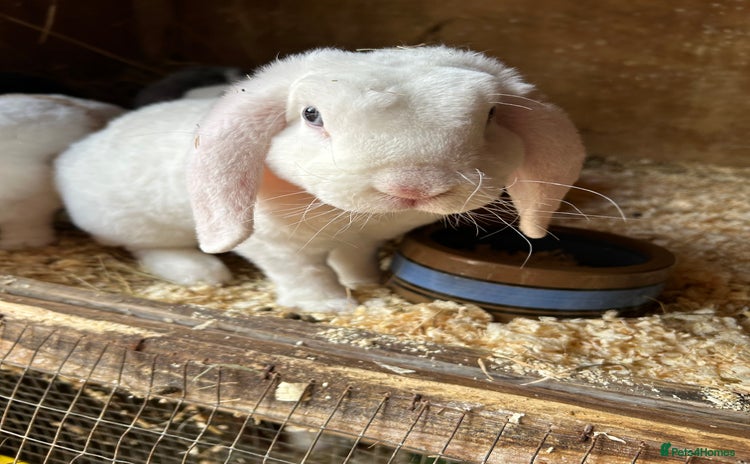 Mini Lop rabbits - Advert 2