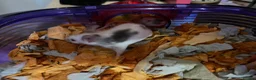 Mouse rodents for sale: 2 female Fancy mice and cage  - Advert 4