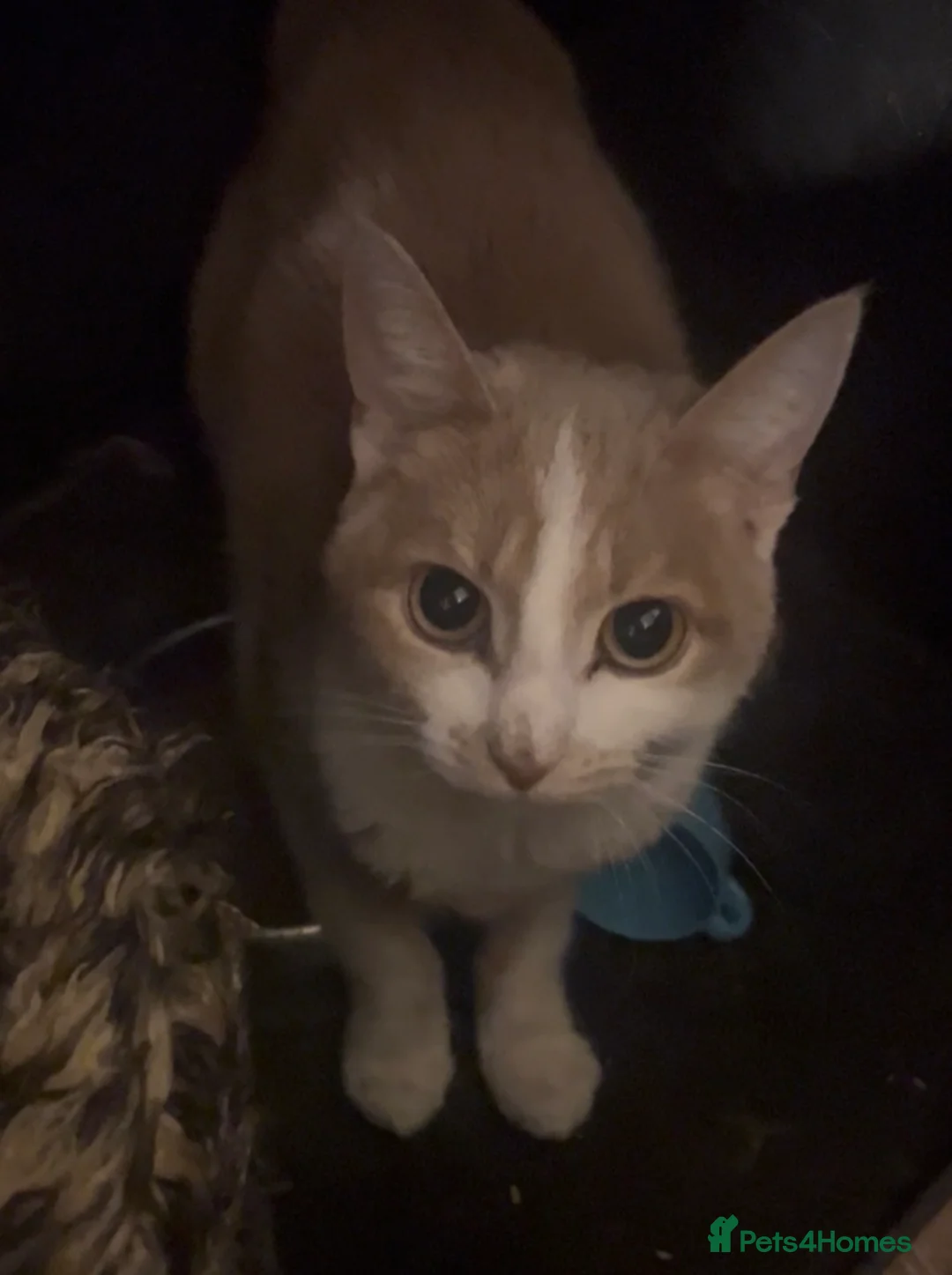 Mixed Breed cats for sale: We Adopt all cats and kittens 🤩 in Tewkesbury - Advert 4