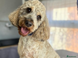 Cockapoo dogs Young cockapoo available - Advert 1