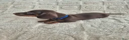 Miniature Dachshund dogs for sale: *KC Reg Miniature Dachshund Puppies available * - Advert 14