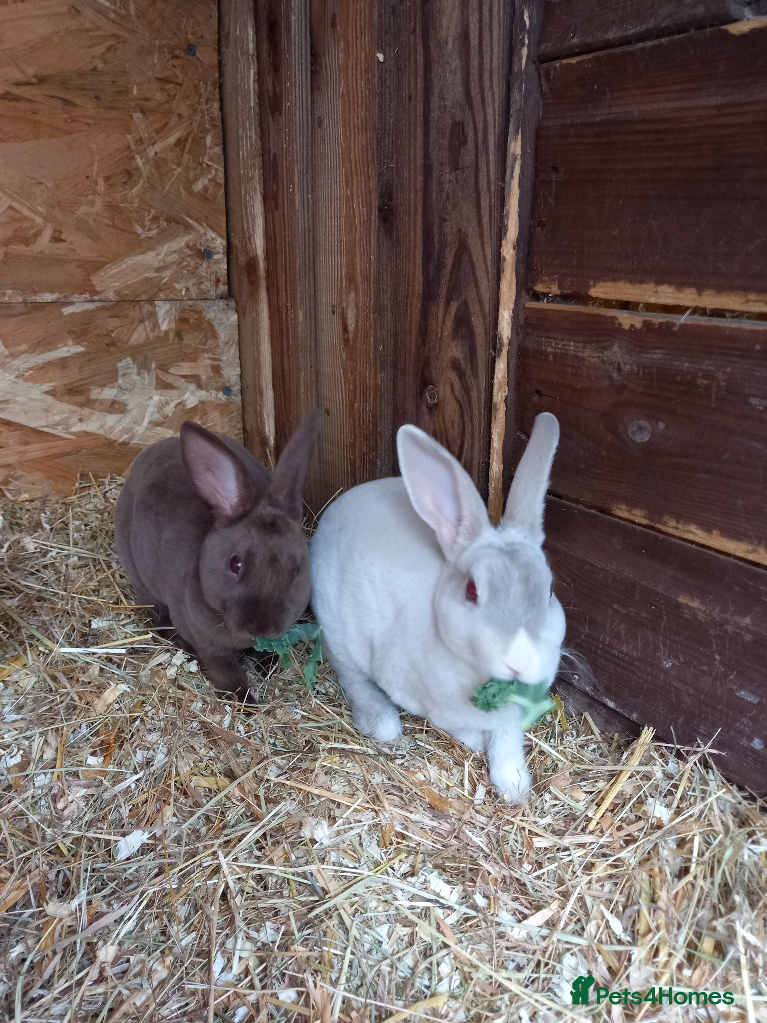 Rex rabbits Beautiful mini rex babies - Advert 1