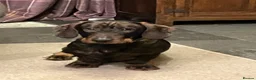 Dachshund dogs for sale: Wirehaired Dachshund Teckel KC registered puppies  - Advert 8