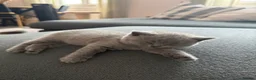 British Shorthair cats for sale: 4 BSH in London - Advert 5