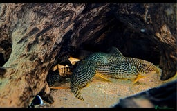 Killifish fish for sale: the fish that are in the photo Read the descriptio - Image 7