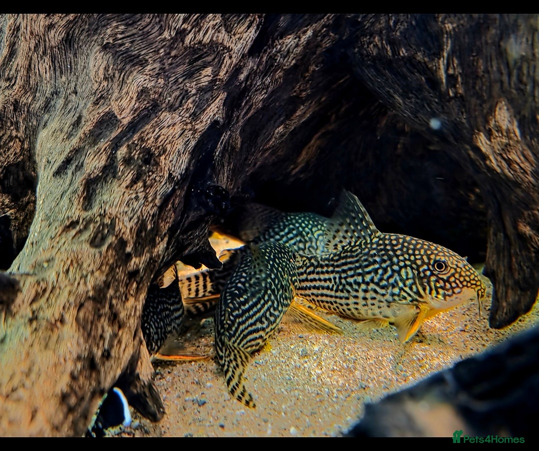 Killifish fish for sale: the fish that are in the photo Read the descriptio - Image 7
