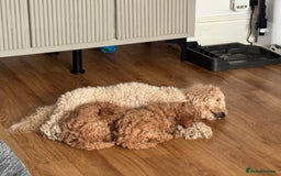 Poochon dogs for sale: Male poochon F1b - Image 5