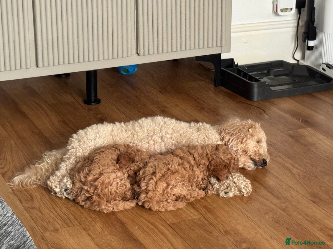 Poochon dogs for sale: Male poochon F1b - Image 5
