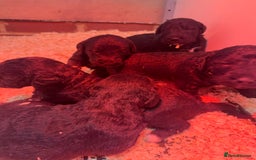 Mixed Breed dogs for sale: Bedlington x whippet Lurcher pups - Image 22