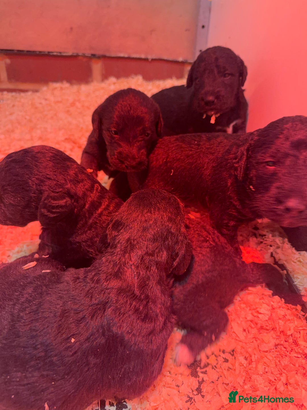 Mixed Breed dogs for sale: Bedlington x whippet Lurcher pups - Image 22