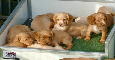 Cocker Spaniel dogs Top Class KC Regd Working Cocker Spaniel puppy - Advert 11