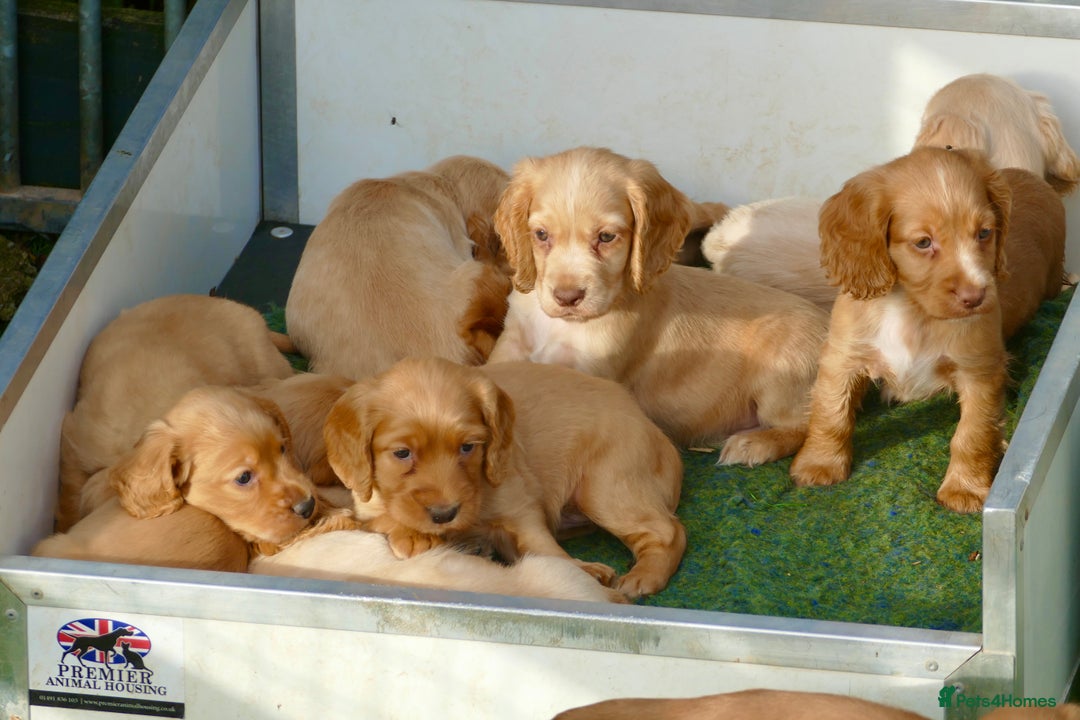 Cocker Spaniel dogs for sale: Top Class KC Regd Working Cocker Spaniel puppies - Image 4