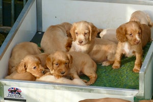 Cocker Spaniel dogs Top Class KC Regd Working Cocker Spaniel puppy - Advert 11