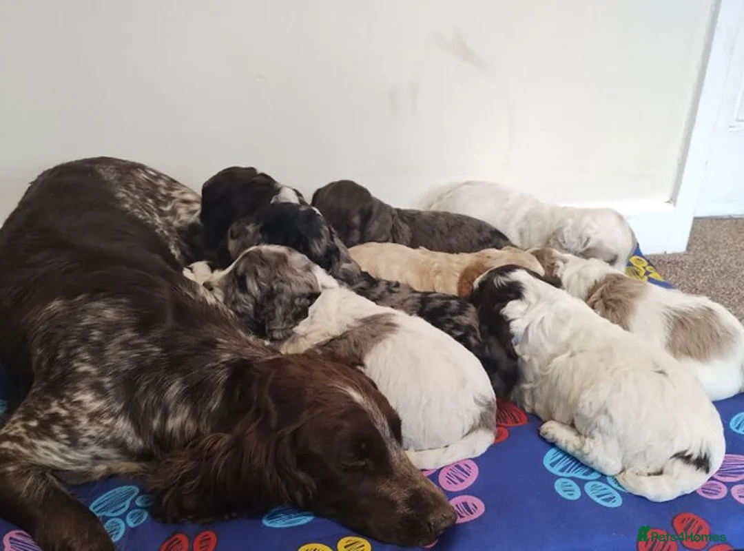 Cockapoo dogs for sale:  Cockapoo puppies in Cardiff - Advert 1
