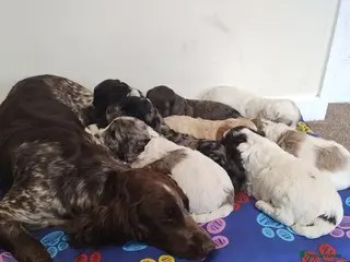 Cockapoo dogs Cockapoo puppies - Advert 3