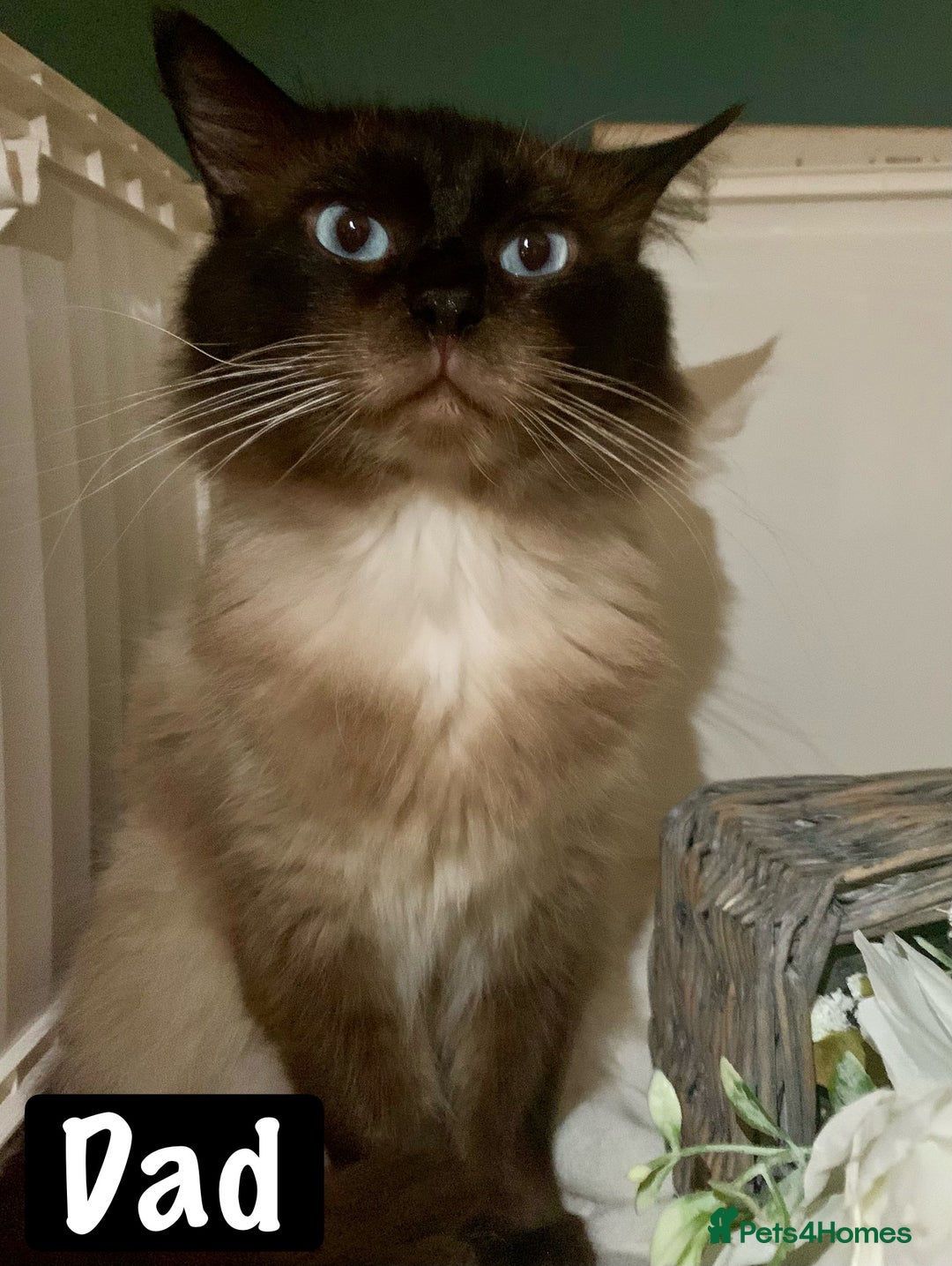 Mixed Breed cats for sale: Beautiful kittens Ready now Open to offers  in Chester - Image 34
