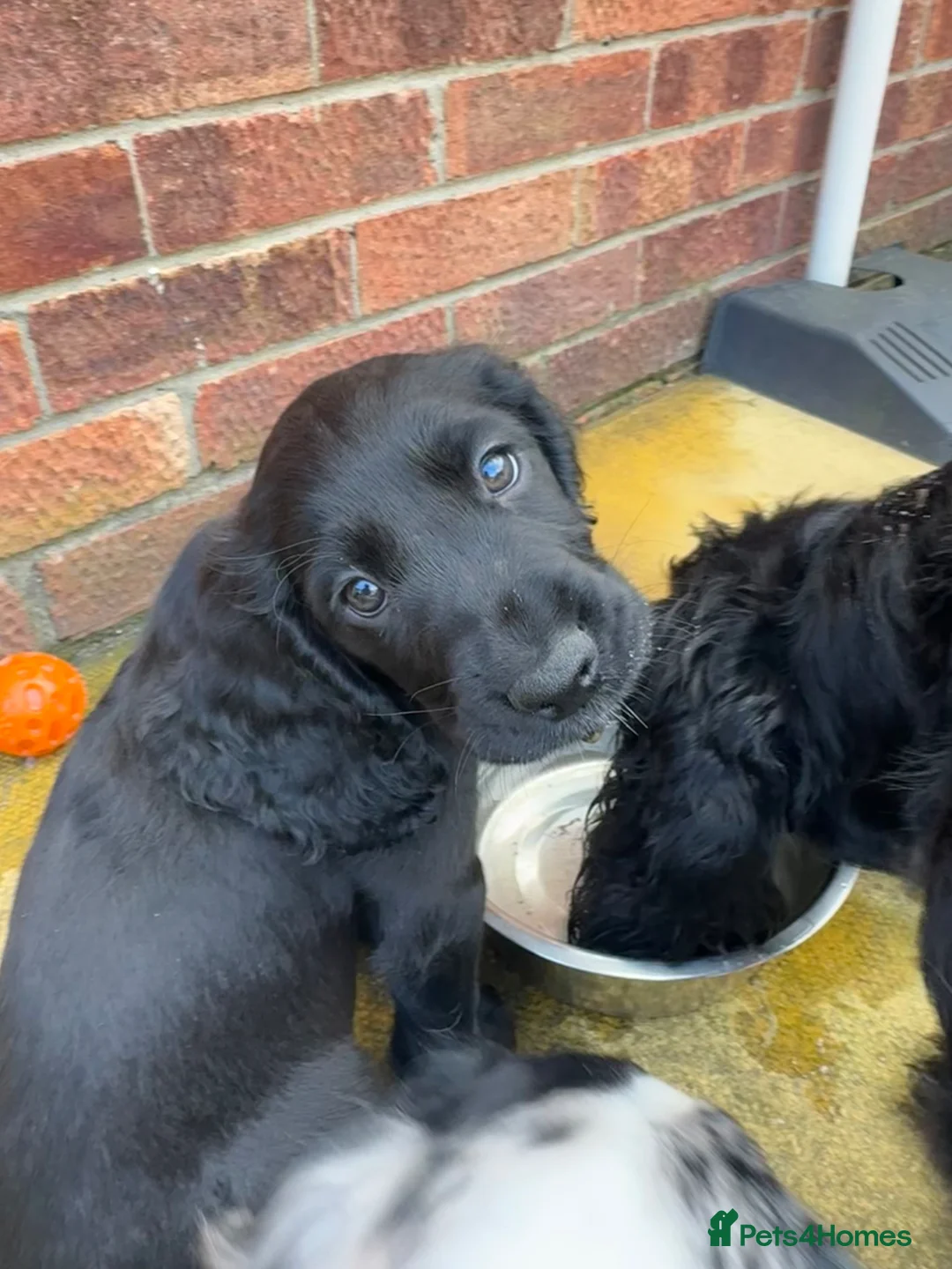 Cocker Spaniel dogs for sale: Gorgeous Cocker Spaniel Puppies 🐾  - Advert 1
