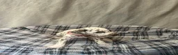Dalmatian dogs for sale: Dalmatian puppies  in Okehampton - Advert 28