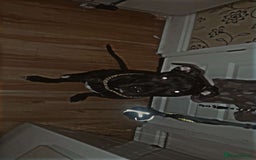 Staffordshire Bull Terrier dogs for sale: Male Staffy  - Image 3