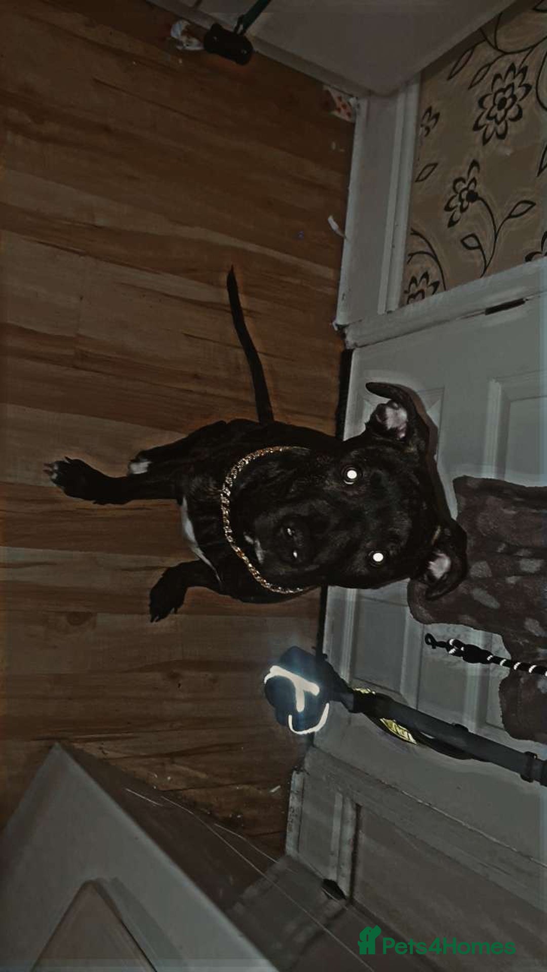 Staffordshire Bull Terrier dogs for sale: Male Staffy  - Image 3
