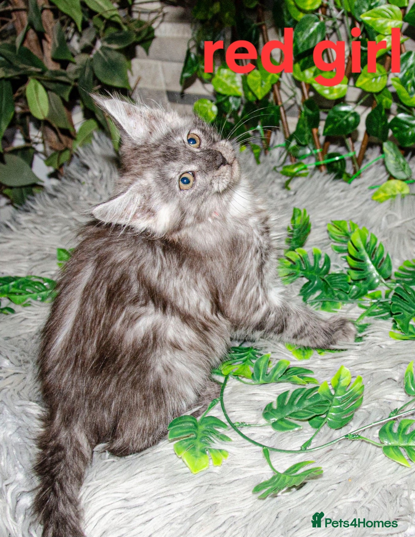 Maine Coon cats Tica registered ready now - Advert 7
