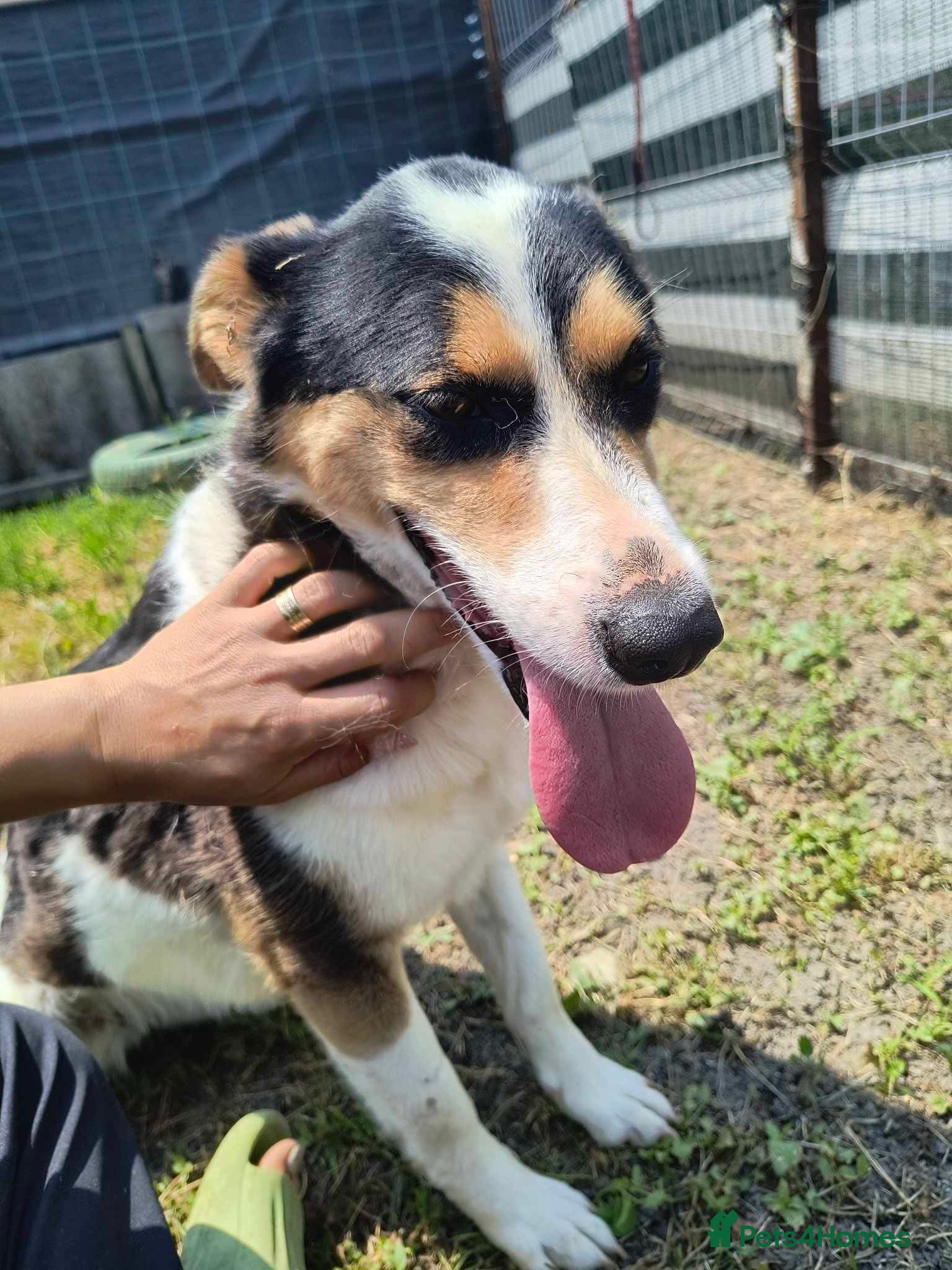 Mixed Breed dogs Connie is looking for a home of her own! - Advert 9