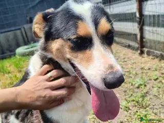 Mixed Breed dogs Connie is looking for a home of her own! - Advert 16