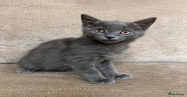 British Shorthair cats - Advert 1