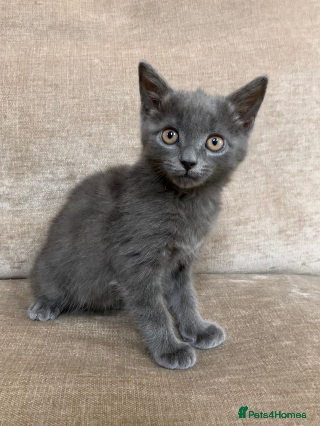 British Shorthair cats for sale: Grey Kitten - Image 2