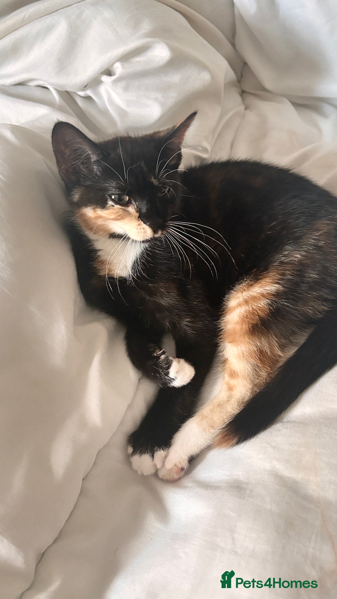 Mixed Breed cats for sale: Delightful mix-breed Siamese-black calico-kittens - Image 12