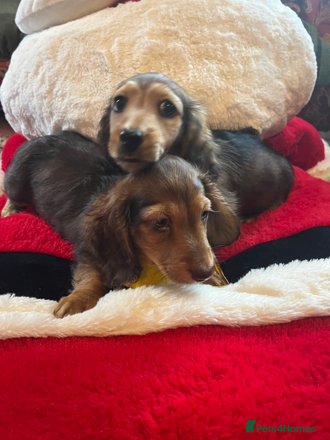 Miniature Dachshund dogs for sale: Miniature Longhaired Dachshunds ready 10.12.25 - Advert 1