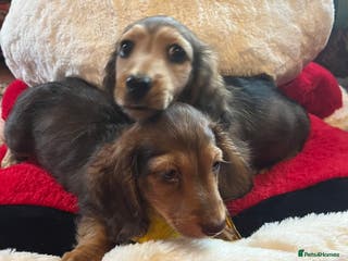 Miniature Dachshund dogs Miniature Longhaired Dachshunds ready 10.12.25 - Advert 17