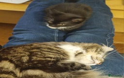 Domestic Shorthair cats for sale: Two Black and white 12wk old girls - Image 9