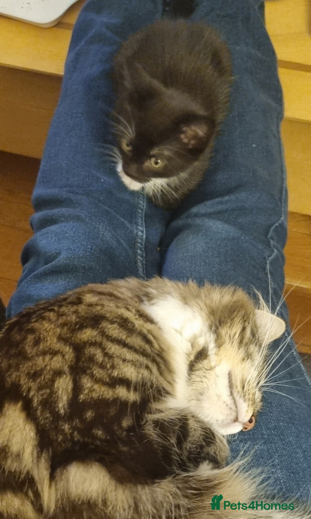 Domestic Shorthair cats for sale: Two Black and white 12wk old girls - Image 9