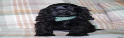 Cocker Spaniel dogs for sale: Beautiful Show Cocker Spaniel Puppies  - Advert 5