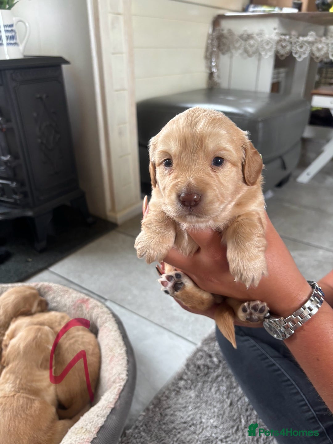Mixed Breed dogs for sale: BEAUTIFUL CHi- SPANIEL PUPS READY 28TH AUG - Image 13