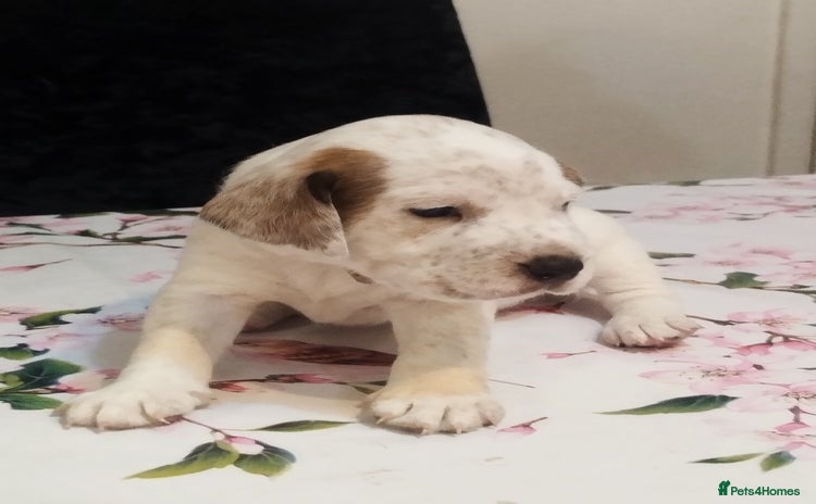 Mixed Breed dogs - Advert 2