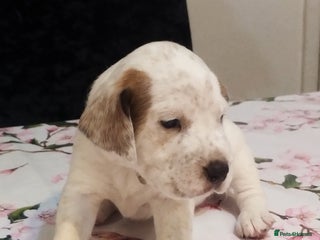 Mixed Breed dogs - Advert 1