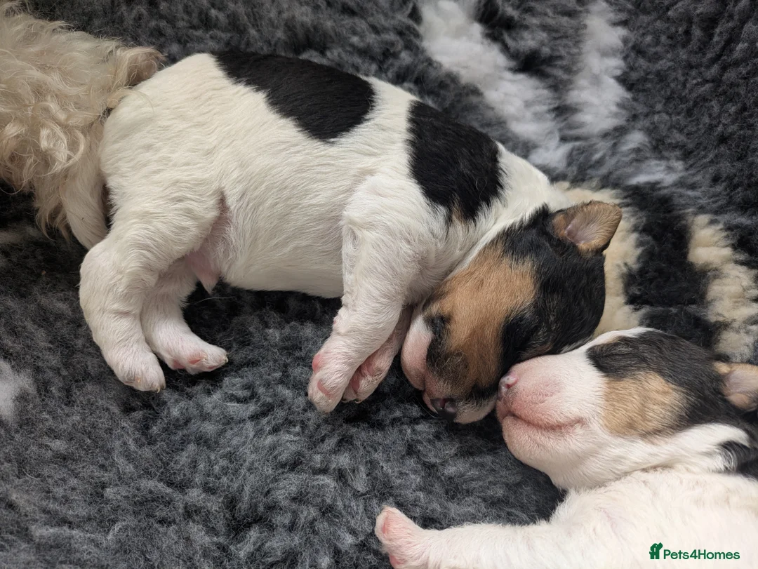 Fox Terrier dogs for sale: Beautiful KC litter of ( 3 boys )  in Wisbech - Advert 26