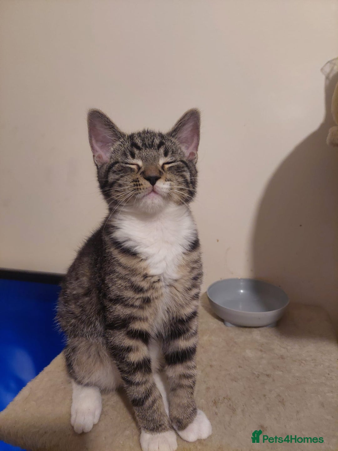 Mixed Breed cats for sale: 5 kittens for sale 13 weeks old ready to go  - Advert 4