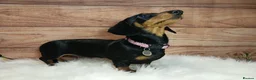 Miniature Dachshund dogs for sale: Miniature Dachshund Black & Tan Female.   in Goole - Advert 4
