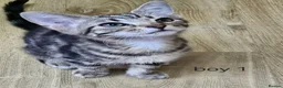 Mixed Breed cats for sale: 4 Kittens for sale in Barnsley - Advert 3