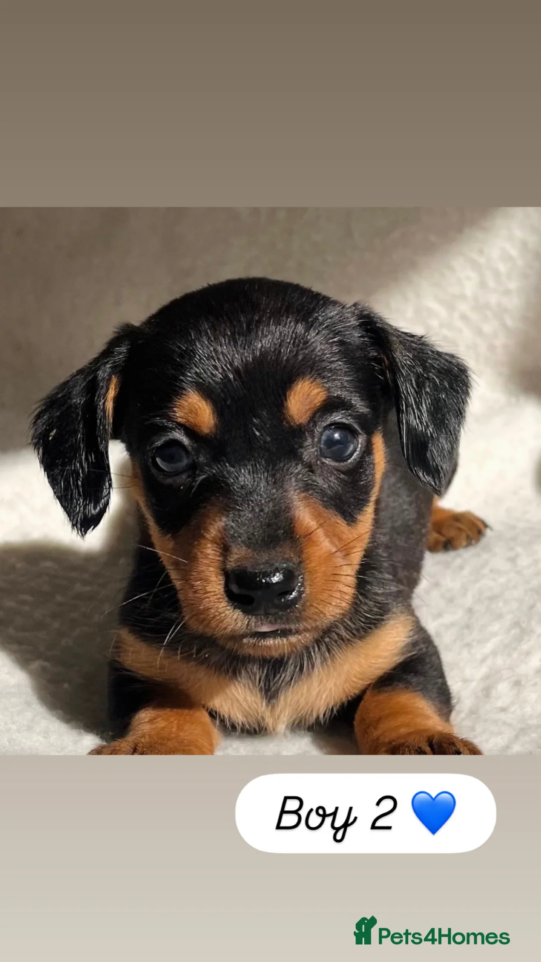 Dachshund dogs for sale: 🩷 Dachshund Puppies 💙 - Advert 1