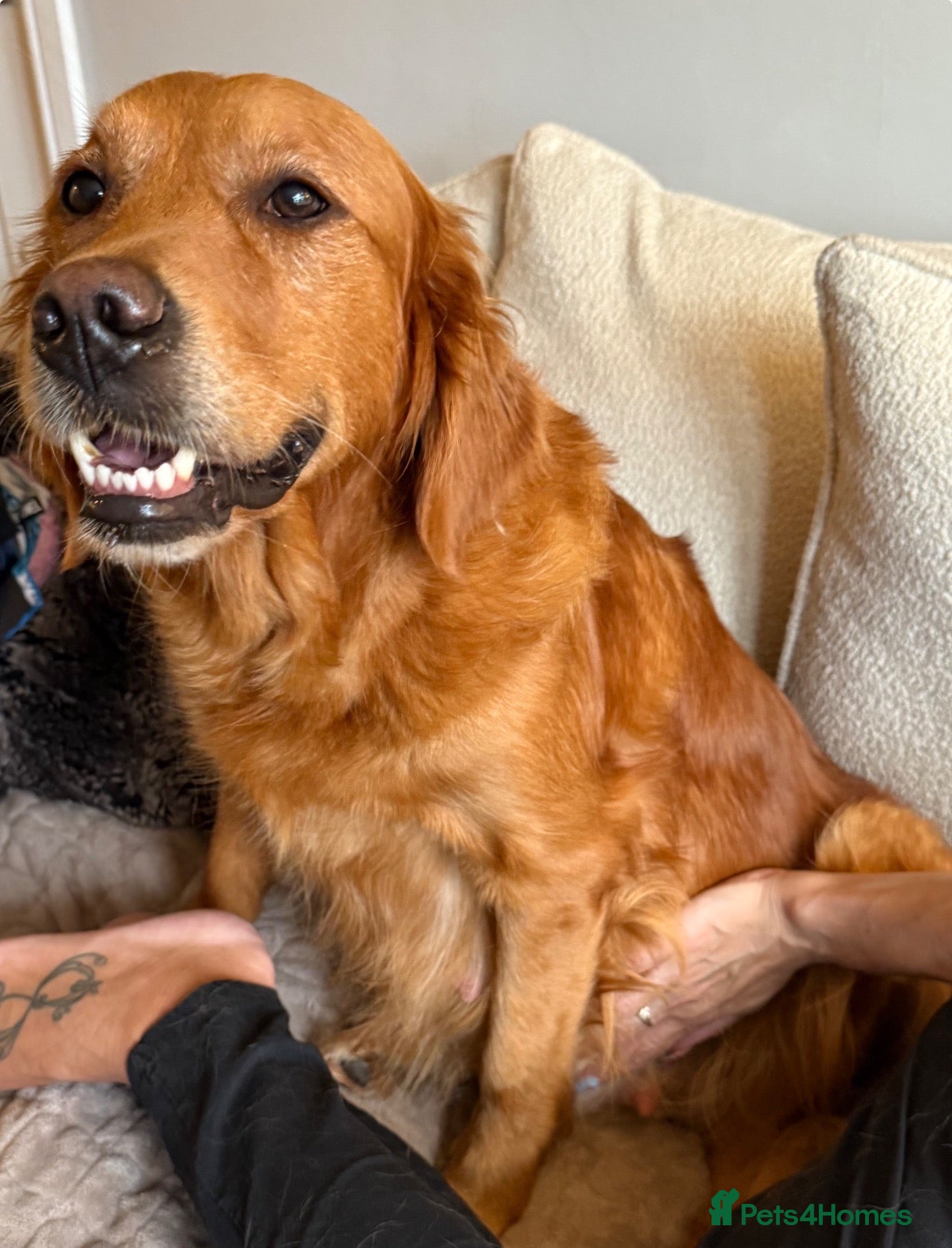 Golden Retriever dogs for sale: Gorgeous golden Retriever Puppies - Ready Now - Advert 2