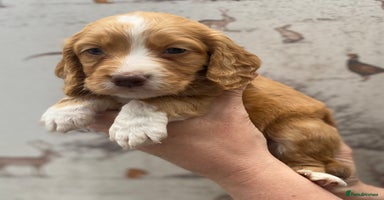 Cocker Spaniel dogs - Advert 12