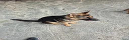 German Shepherd dogs for sale: Hunter  in Leeds - Advert 7