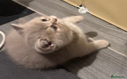 British Shorthair cats for sale: Amazing BSH kittens. READY TO GO!!! - Image 17